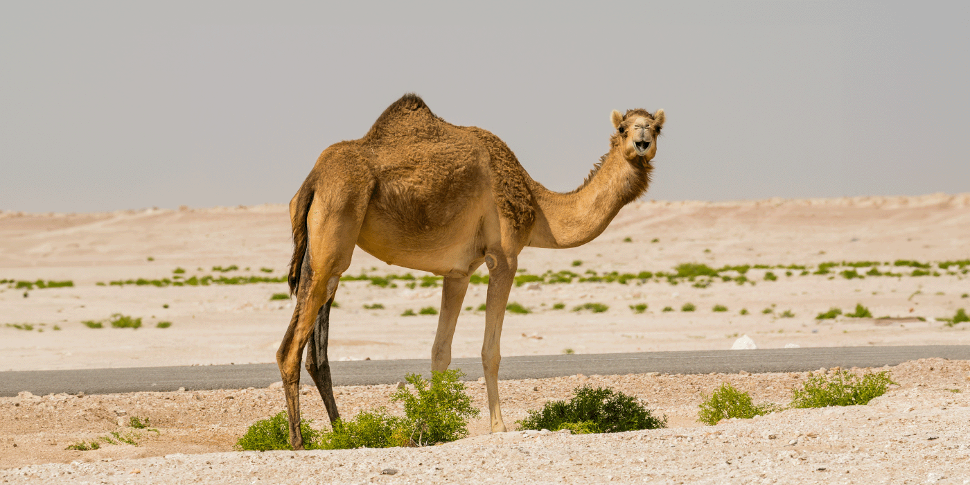 Global Vet Solutions